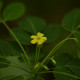 Photos of plants with yellow or golden bloom