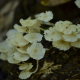 Photos of lichens