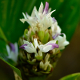 Photos of plants with white bloom