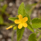 Photos of plants with yellow or golden bloom