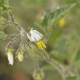 Photos of plants with white bloom