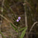 Photos of plants with blue bloom