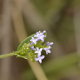 Photos of plants with blue bloom