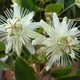 Photos of plants with white bloom