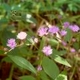 Photos of plants with pink or purple bloom