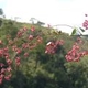 Photos of plants with red bloom