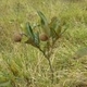 Photos of fruits and seeds