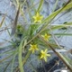 Photos of plants with yellow or golden bloom