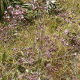 Photos of plants with pink or purple bloom