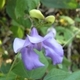 Photos of plants with blue bloom