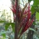 Photos of plants with red bloom