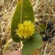 Photos of plants with yellow or golden bloom