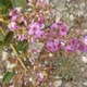 Photos of plants with pink or purple bloom