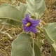 Photos of plants with blue bloom