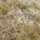 Photos of herbaceous or grasses plants type