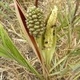 Photos of fruits and seeds