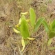 Photos of plants with yellow or golden bloom