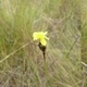 Photos of plants with yellow or golden bloom