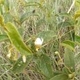 Photos of plants with white bloom