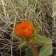 Photos of plants with orange bloom