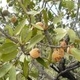 Photos of fruits and seeds