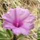 Photos of plants with pink or purple bloom