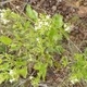 Photos of plants with white bloom