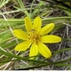 Photos of plants with yellow or golden bloom