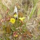 Photos of plants with yellow or golden bloom