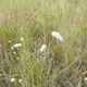 Photos of herbaceous or grasses plants type