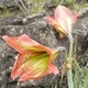 Photos of plants with orange bloom