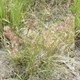 Photos of herbaceous or grasses plants type