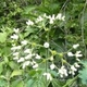 Photos of plants with white bloom