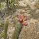 Photos of cacti and particular plants