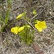 Photos of plants with yellow or golden bloom