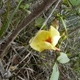 Photos of plants with yellow or golden bloom