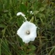 Photos of plants with white bloom