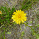 Photos of plants with yellow or golden bloom