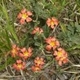 Photos of plants with orange bloom