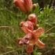 Photos of plants with orange bloom