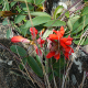 Photos of plants with red bloom