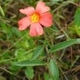 Photos of plants with orange bloom