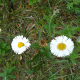 Photos of plants with white bloom