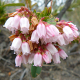 Photos of plants with pink or purple bloom