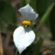 Photos of plants with white bloom