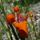 Photos of plants with orange bloom