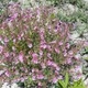 Photos of plants with pink or purple bloom