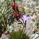 Photos of plants with pink or purple bloom