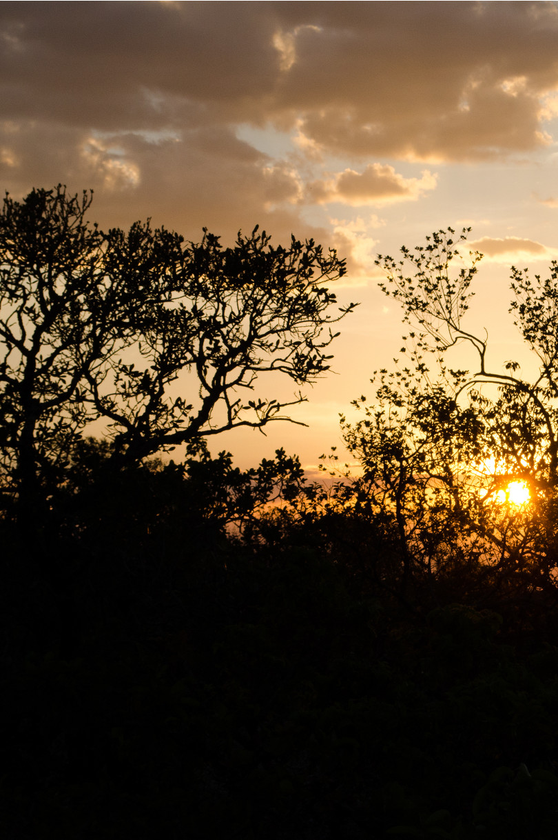 Photographies des couleurs du Cerrado