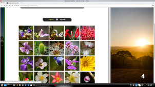 Seleção fotografias - Flores, arbustos e frutas do Cerrado